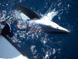 This big blue shark took a live bait on a Maruto 230 hook
