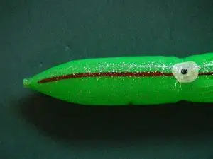 green-bulb-squid-image