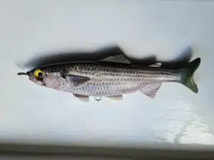 mullet-lure-image