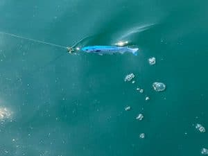 softail-fish-lure-image